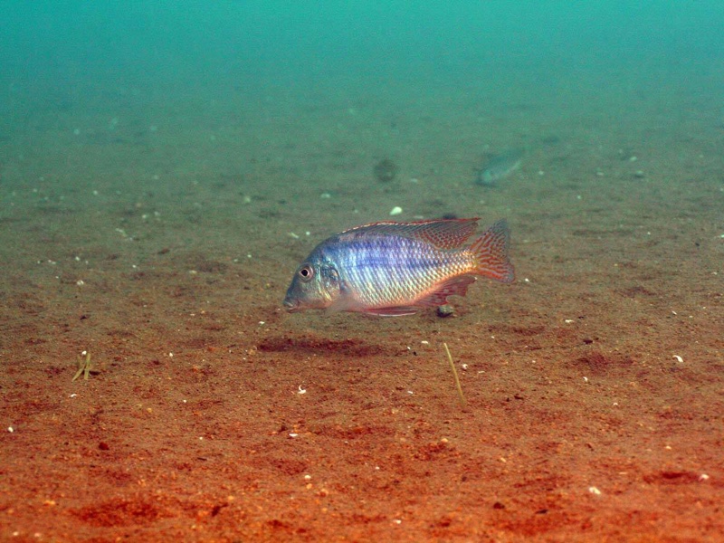 Lethrinops lethrinus 'Malopa'
